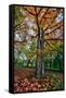 Autumn Tree Splendor, Hoyt Aboretum Portland Oregon-Vincent James-Framed Stretched Canvas