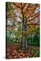 Autumn Tree Splendor, Hoyt Aboretum Portland Oregon-Vincent James-Stretched Canvas