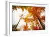 Autumn Tree Tops, Lincoln New Hampshire, Kancamagus-Vincent James-Framed Photographic Print