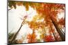 Autumn Tree Tops, Lincoln New Hampshire, Kancamagus-Vincent James-Mounted Photographic Print