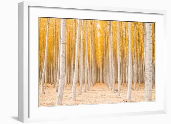 Autumn Tree World, Light Sun and Trees, Eastern Oregon-Vincent James-Framed Photographic Print