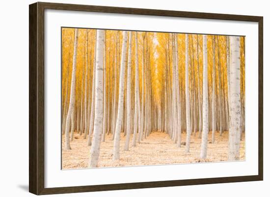 Autumn Tree World, Light Sun and Trees, Eastern Oregon-Vincent James-Framed Photographic Print