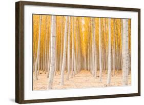 Autumn Tree World, Light Sun and Trees, Eastern Oregon-Vincent James-Framed Photographic Print