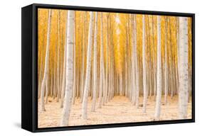 Autumn Tree World, Light Sun and Trees, Eastern Oregon-Vincent James-Framed Stretched Canvas
