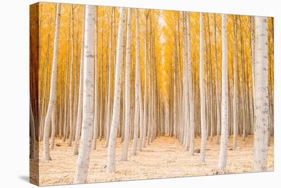 Autumn Tree World, Light Sun and Trees, Eastern Oregon-Vincent James-Stretched Canvas