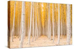 Autumn Tree World, Light Sun and Trees, Eastern Oregon-Vincent James-Stretched Canvas