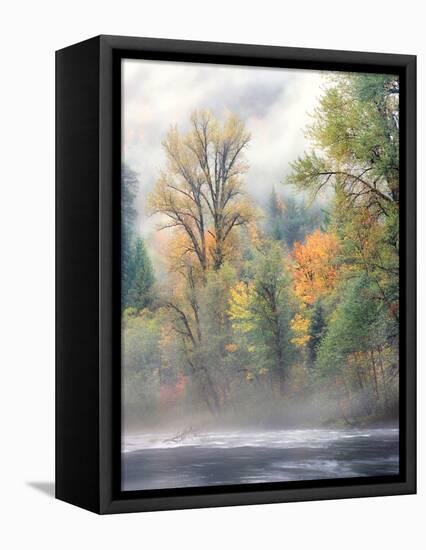 Autumn trees along Mackenzie River, Willamette National Forest, Linn County, Oregon, USA-null-Framed Stretched Canvas