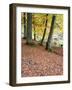 Autumn Trees and Fallen Leaves in Strid Wood, Bolton Abbey, Yorkshire, England, United Kingdom, Eur-Mark Sunderland-Framed Photographic Print