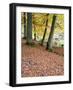 Autumn Trees and Fallen Leaves in Strid Wood, Bolton Abbey, Yorkshire, England, United Kingdom, Eur-Mark Sunderland-Framed Photographic Print