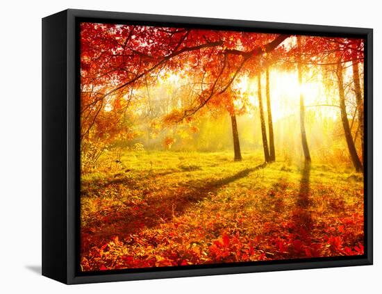 Autumn Trees and Leaves-Subbotina Anna-Framed Stretched Canvas