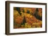 Autumn trees, Arrowtown, near Queenstown, Otago, South Island, New Zealand-David Wall-Framed Photographic Print