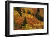 Autumn trees, Arrowtown, near Queenstown, Otago, South Island, New Zealand-David Wall-Framed Photographic Print