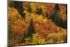 Autumn trees, Arrowtown, near Queenstown, Otago, South Island, New Zealand-David Wall-Mounted Photographic Print