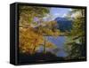 Autumn Trees at Ullswater, Lake District National Park, Cumbria, England, UK, Europe-Roy Rainford-Framed Stretched Canvas