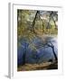 Autumn Trees at Ullswater, Lake District National Park, Cumbria, England, United Kingdom, Europe-Rainford Roy-Framed Photographic Print