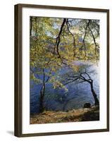 Autumn Trees at Ullswater, Lake District National Park, Cumbria, England, United Kingdom, Europe-Rainford Roy-Framed Photographic Print