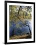 Autumn Trees at Ullswater, Lake District National Park, Cumbria, England, United Kingdom, Europe-Rainford Roy-Framed Photographic Print