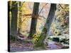 Autumn Trees by the Strid in Strid Wood, Bolton Abbey, Yorkshire, England, United Kingdom, Europe-Mark Sunderland-Stretched Canvas