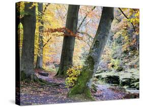 Autumn Trees by the Strid in Strid Wood, Bolton Abbey, Yorkshire, England, United Kingdom, Europe-Mark Sunderland-Stretched Canvas