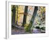 Autumn Trees by the Strid in Strid Wood, Bolton Abbey, Yorkshire, England, United Kingdom, Europe-Mark Sunderland-Framed Photographic Print