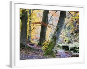 Autumn Trees by the Strid in Strid Wood, Bolton Abbey, Yorkshire, England, United Kingdom, Europe-Mark Sunderland-Framed Photographic Print