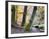 Autumn Trees by the Strid in Strid Wood, Bolton Abbey, Yorkshire, England, United Kingdom, Europe-Mark Sunderland-Framed Photographic Print