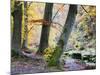Autumn Trees by the Strid in Strid Wood, Bolton Abbey, Yorkshire, England, United Kingdom, Europe-Mark Sunderland-Mounted Photographic Print