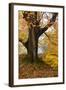 Autumn Trees by Ullswater Near Glenridding, Lake District National Park, Cumbria, England, UK-Mark Sunderland-Framed Photographic Print