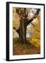 Autumn Trees by Ullswater Near Glenridding, Lake District National Park, Cumbria, England, UK-Mark Sunderland-Framed Photographic Print