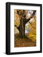 Autumn Trees by Ullswater Near Glenridding, Lake District National Park, Cumbria, England, UK-Mark Sunderland-Framed Photographic Print