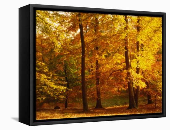 Autumn Trees Cumbria England-null-Framed Stretched Canvas