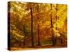 Autumn Trees Cumbria England-null-Stretched Canvas