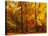 Autumn Trees Cumbria England-null-Stretched Canvas