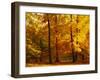 Autumn Trees Cumbria England-null-Framed Premium Photographic Print