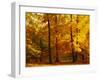 Autumn Trees Cumbria England-null-Framed Premium Photographic Print