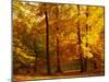 Autumn Trees Cumbria England-null-Mounted Premium Photographic Print