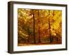Autumn Trees Cumbria England-null-Framed Photographic Print