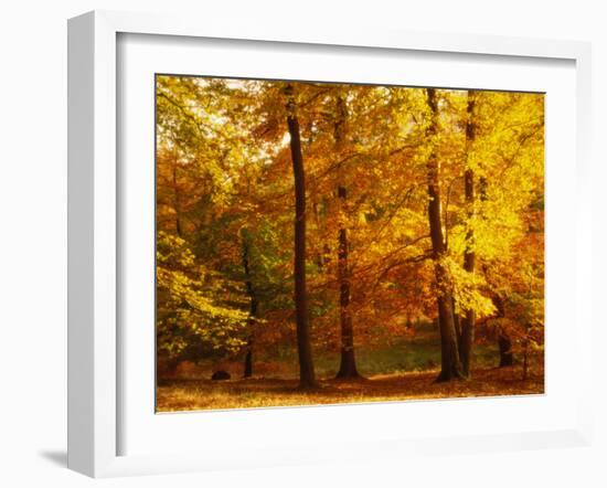 Autumn Trees Cumbria England-null-Framed Photographic Print