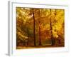 Autumn Trees Cumbria England-null-Framed Photographic Print