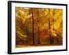 Autumn Trees Cumbria England-null-Framed Photographic Print