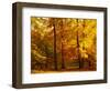 Autumn Trees Cumbria England-null-Framed Premium Photographic Print