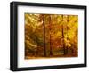 Autumn Trees Cumbria England-null-Framed Premium Photographic Print