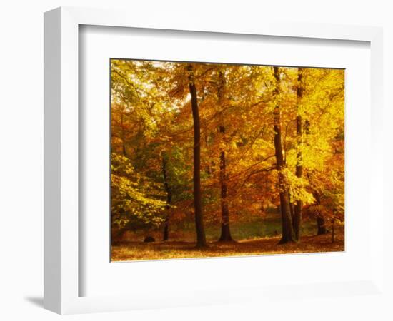 Autumn Trees Cumbria England-null-Framed Premium Photographic Print