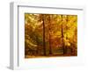 Autumn Trees Cumbria England-null-Framed Premium Photographic Print
