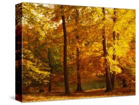 Autumn Trees Cumbria England-null-Stretched Canvas
