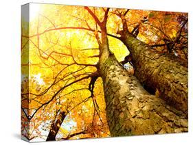 Autumn Trees.Fall-Subbotina Anna-Stretched Canvas