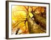 Autumn Trees.Fall-Subbotina Anna-Framed Photographic Print