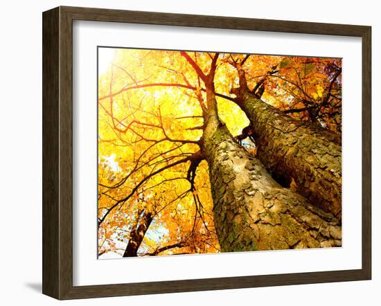 Autumn Trees.Fall-Subbotina Anna-Framed Photographic Print