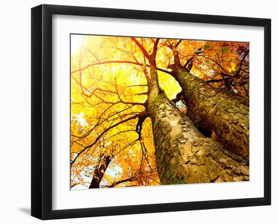 Autumn Trees.Fall-Subbotina Anna-Framed Photographic Print