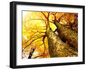 Autumn Trees.Fall-Subbotina Anna-Framed Photographic Print